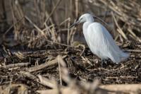 Egretta garzetta