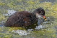 Gallinula chloropus