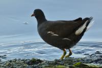 Gallinula chloropus