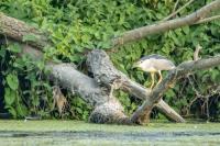 Nycticorax nycticorax