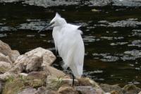 Egretta garzetta
