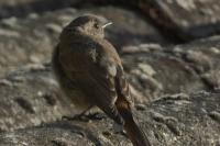 Phoenicurus ochruros