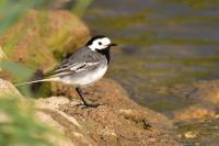 Motacilla alba
