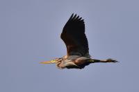 Ardea purpurea
