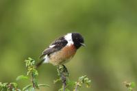 Saxicola rubicola