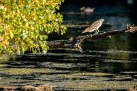 Nycticorax nycticorax
