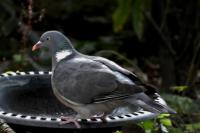 Columba palumbus