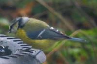 Cyanistes caeruleus