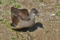 Gallinula chloropus