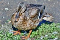 Anas platyrhynchos