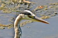 Ardea cinerea