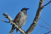 Sturnus vulgaris