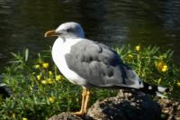 Larus michahellis