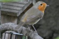 Erithacus rubecula