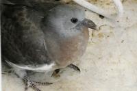 Columba oenas
