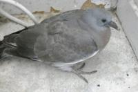 Columba oenas