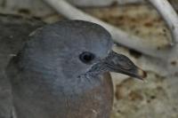 Columba oenas