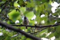 Lophophanes cristatus