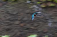 Alcedo atthis
