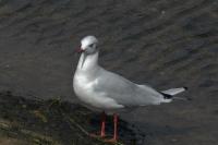 Chroicocephalus ridibundus