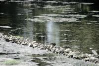 Egretta garzetta
