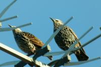 Sturnus vulgaris