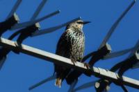 Sturnus vulgaris