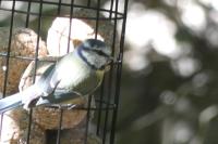 Cyanistes caeruleus