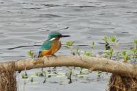 Alcedo atthis