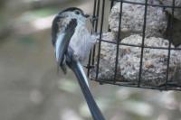 Aegithalos caudatus