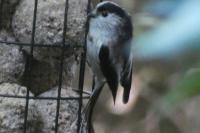 Aegithalos caudatus