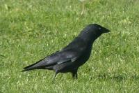 Corvus monedula