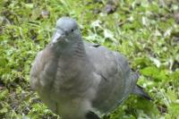 Columba oenas
