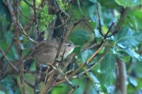 Troglodytes troglodytes