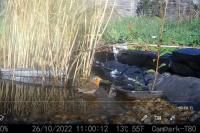 Erithacus rubecula