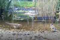 Emberiza cirlus