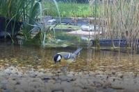 Parus major