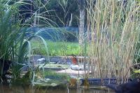 Alcedo atthis