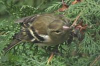 Fringilla coelebs