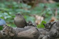 Troglodytes troglodytes