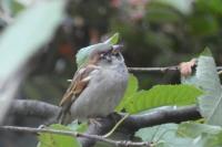 Passer domesticus