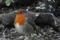 Erithacus rubecula