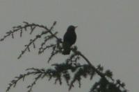 Turdus merula