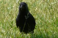 Corvus monedula