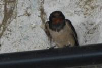 Hirundo rustica