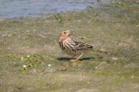 Anthus cervinus
