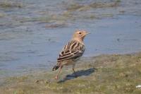 Anthus cervinus