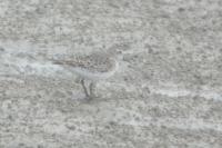 Calidris fuscicollis