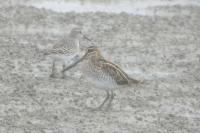Calidris fuscicollis