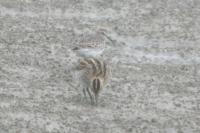 Calidris fuscicollis